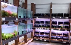 CK FISH WORLD .
